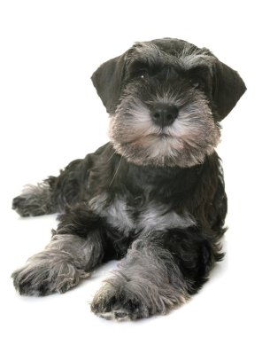 Köpek yavrusu minyatür schnauzer