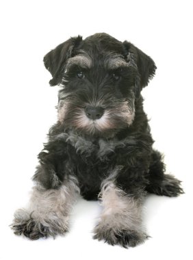 Köpek yavrusu minyatür schnauzer