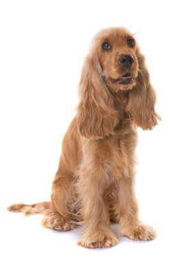 yavru horoz İspanyol Studio