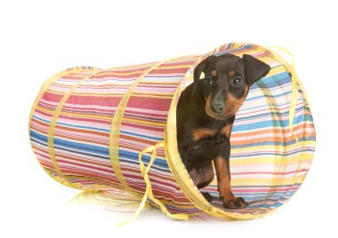 köpek yavrusu manchester korkunç