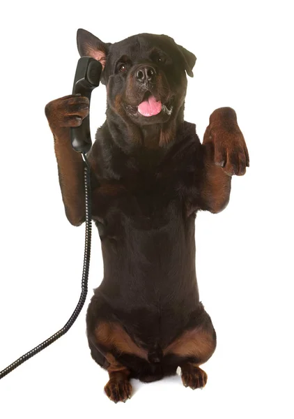 Rottweiler ve telefon — Stok fotoğraf