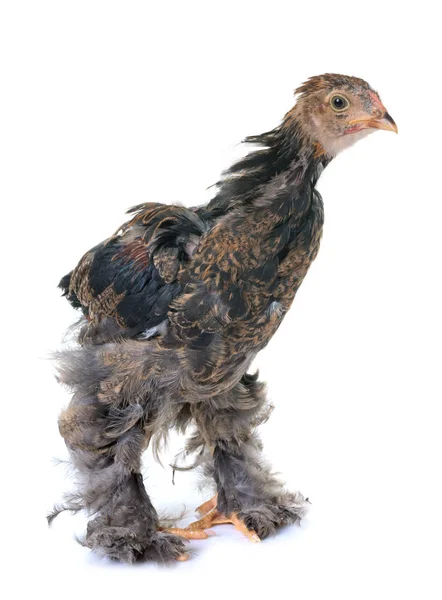Mladá brahma kuře — Stock fotografie