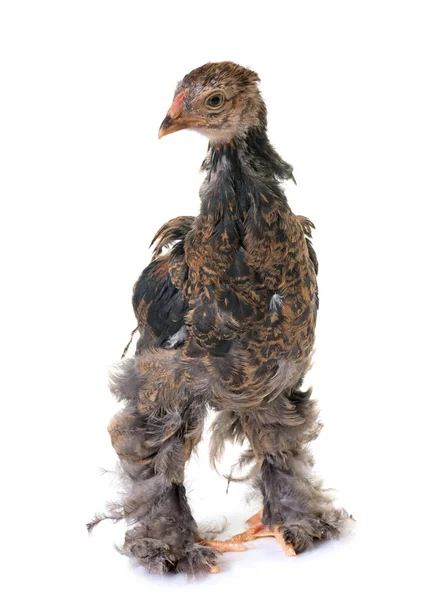 Genç brahma tavuk — Stok fotoğraf