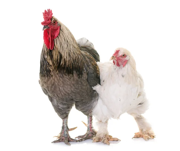 Rooster and chicken in studio — Stock Photo, Image