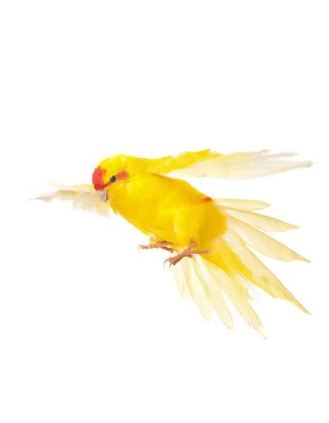 Краснолобый какарикский попугай — стоковое фото