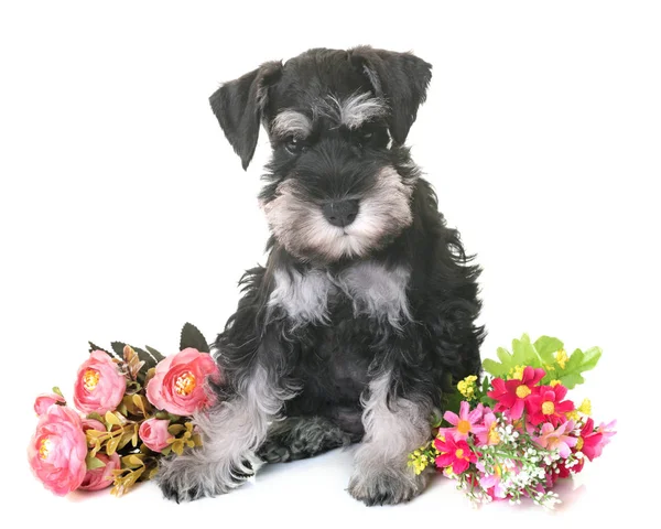 Schnauzer miniatura de cachorro —  Fotos de Stock