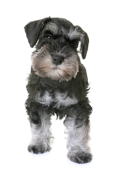 Schnauzer miniatura de cachorro — Foto de Stock