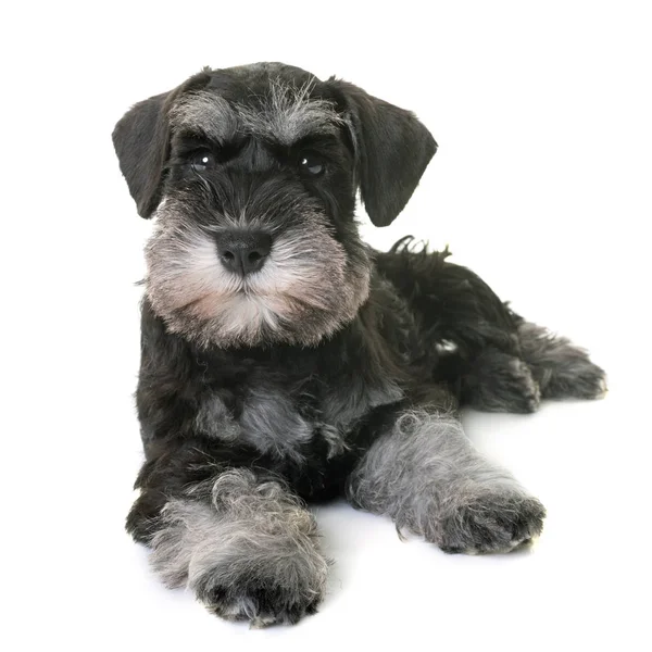 Schnauzer miniatura de cachorro —  Fotos de Stock