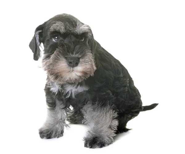 Cucciolo schnauzer in miniatura — Foto Stock