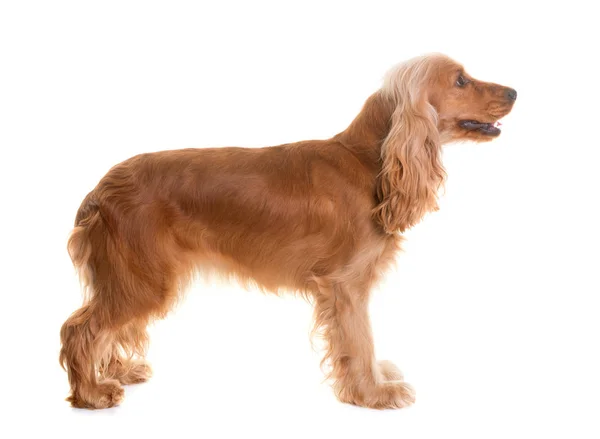 Cocker spaniel i studio — Stockfoto