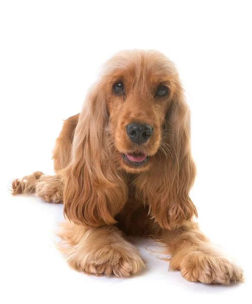 Cocker spaniel em estúdio — Fotografia de Stock