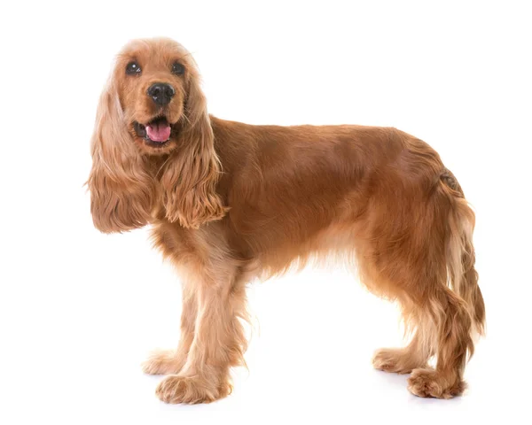 Cocker spaniel i studio — Stockfoto