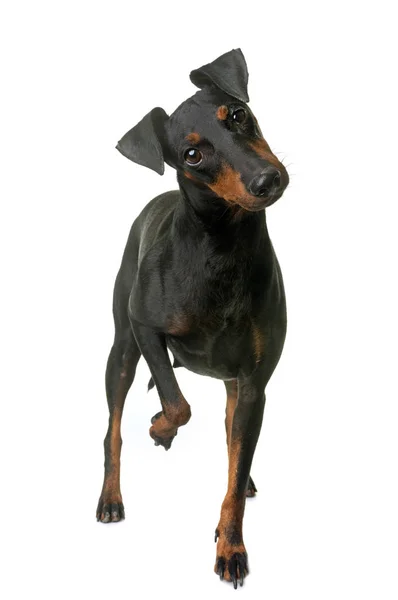 Kobiece manchester terrier — Zdjęcie stockowe