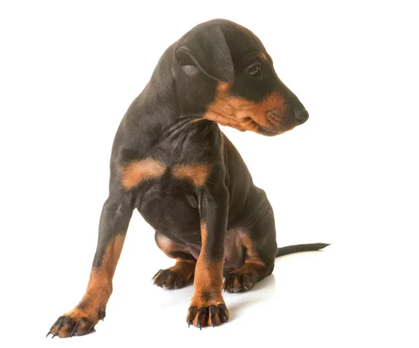 Chiot manchester terrier — Photo