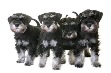 kukla minyatür schnauzer
