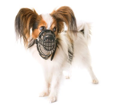 Papillon köpek ve namlu