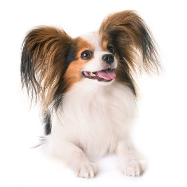 Papillon köpek Studio