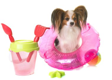 Papillon köpek tatil