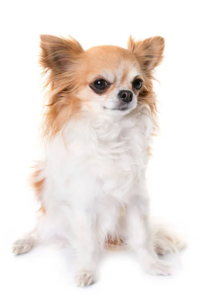 Chihuahua heult im Studio — Stockfoto