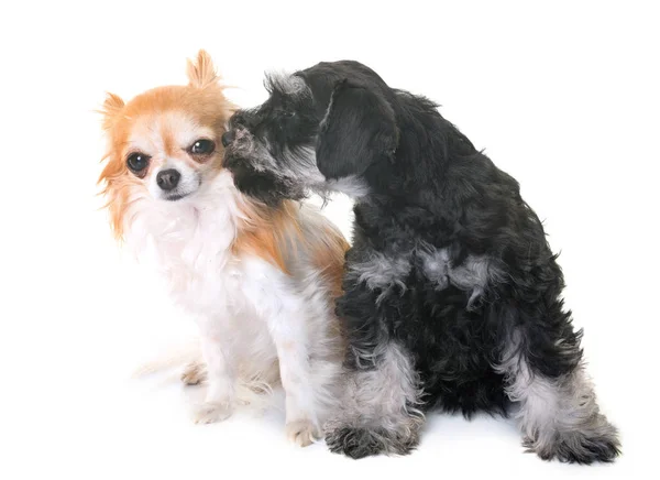 Cachorro Miniatura Schnauzer e chihuahua — Fotografia de Stock