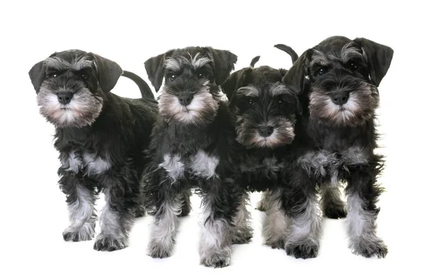 Cachorros schnauzer miniatura — Fotografia de Stock