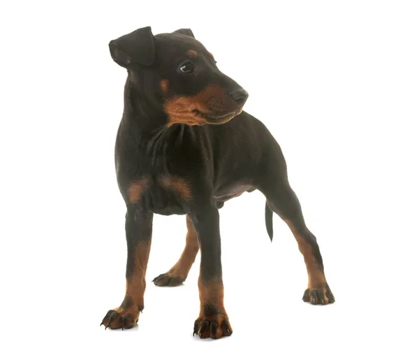 Puppy manchester terrier — Stock Photo, Image