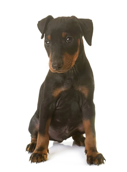 Köpek yavrusu manchester korkunç — Stok fotoğraf