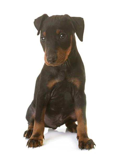 Puppy Manchesterterriër — Stockfoto