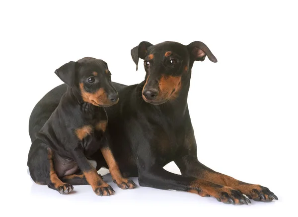 マンチェ スター テリアの子犬および大人 — ストック写真