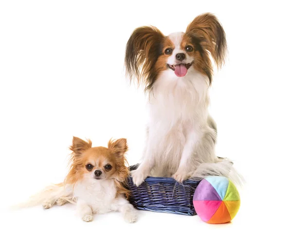 Papillon dog y chihuahua en estudio — Foto de Stock