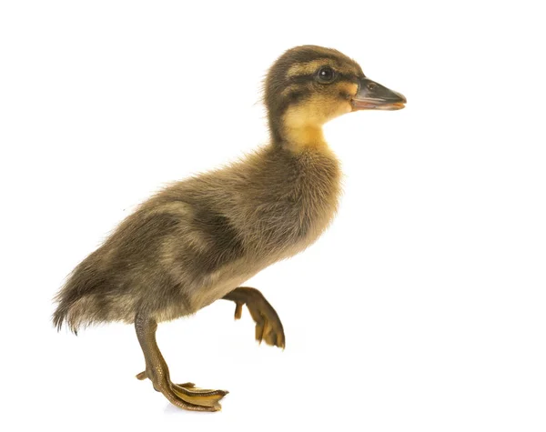 Indian Runner ducking — Stock Photo, Image