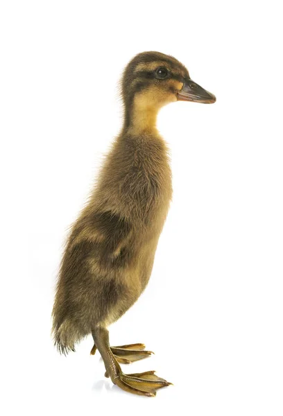 Indian Runner ducking — Stock Photo, Image