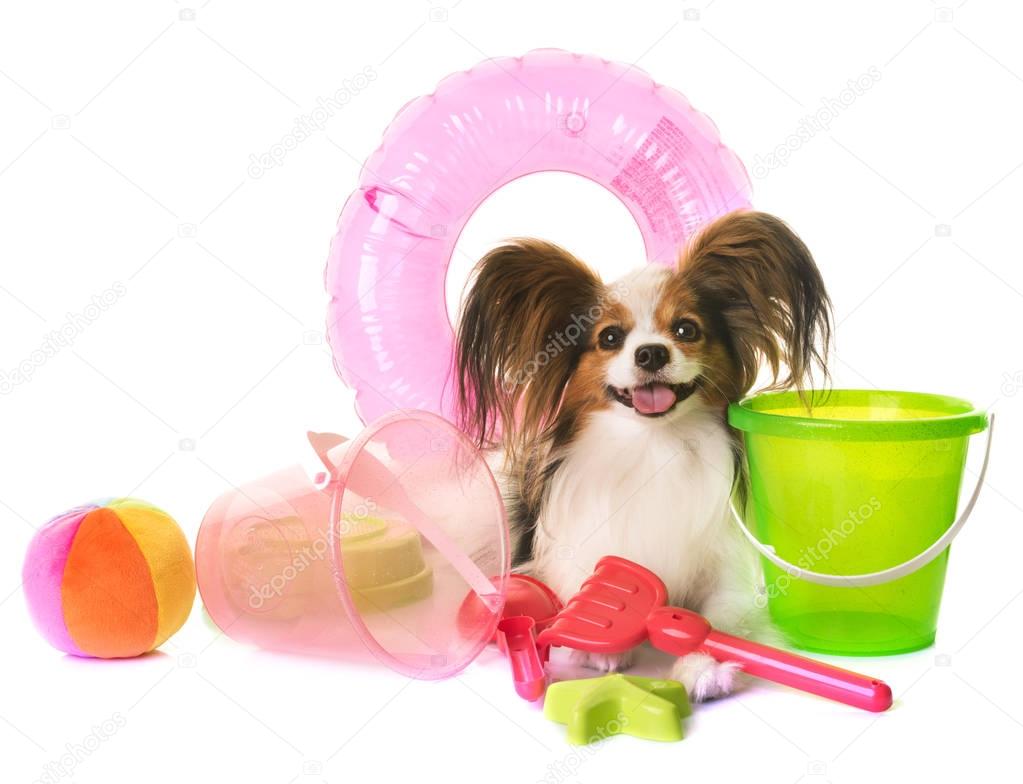 papillon dog in holidays