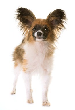 Studio papillon köpek yavrusu