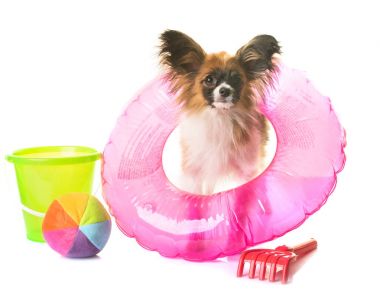 tatil papillon köpek yavrusu