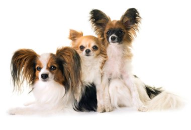 Üç Little lar köpek