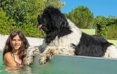 Teen ve newfoundland köpek yüzme havuzunda