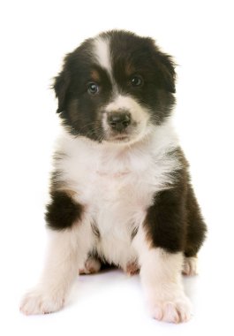 Avustralya çoban köpeği