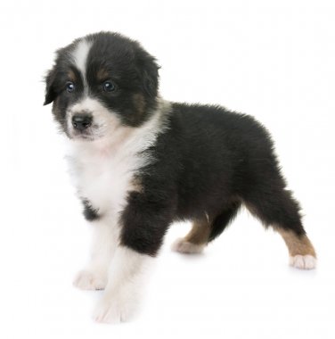 Avustralya çoban köpeği