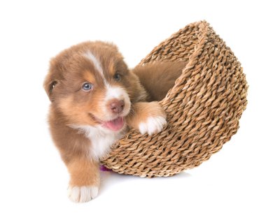 Avustralya çoban köpeği