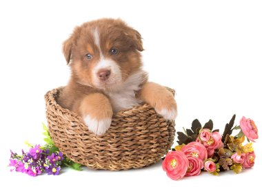 Avustralya çoban köpeği