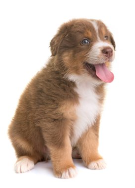 Avustralya çoban köpeği