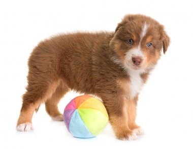 Avustralya çoban köpeği