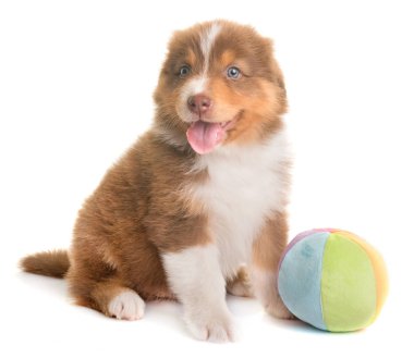 Avustralya çoban köpeği