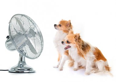 Chihuahuas ve fan