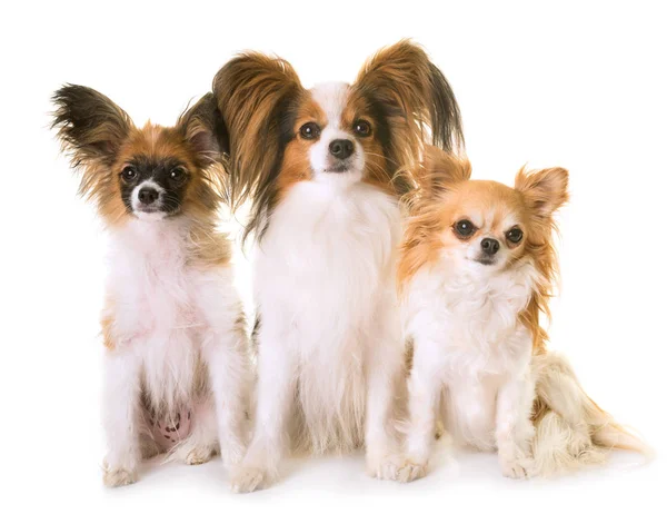 Drie uit honden — Stockfoto