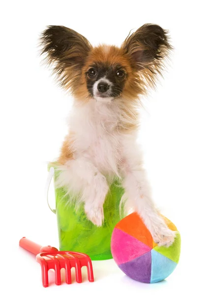 Цуценя папіона собака в відрі — стокове фото