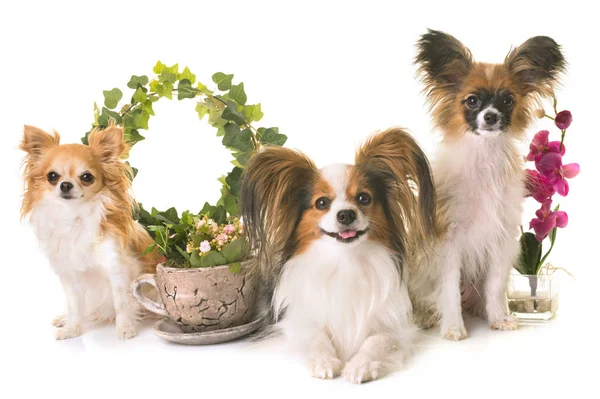 Three littles dogs — Stock Photo, Image