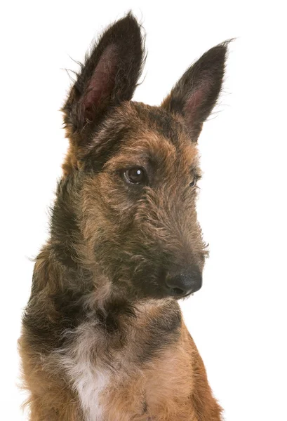 Cachorro pastor belga laekenois — Fotografia de Stock