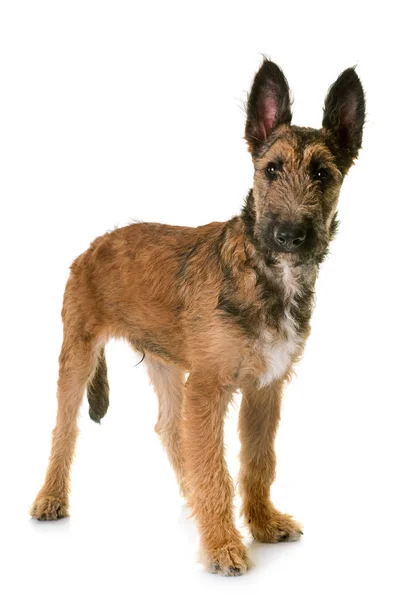 Cachorro pastor belga laekenois — Fotografia de Stock